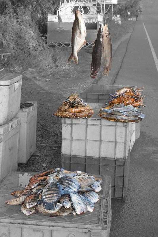 Living Below the Sea Level - temporary fish stall on the roadside selling popular varieties like Karimeen, Giant Freshwater Prawn and Walking Catfish in Alappuzha district, Kerala
